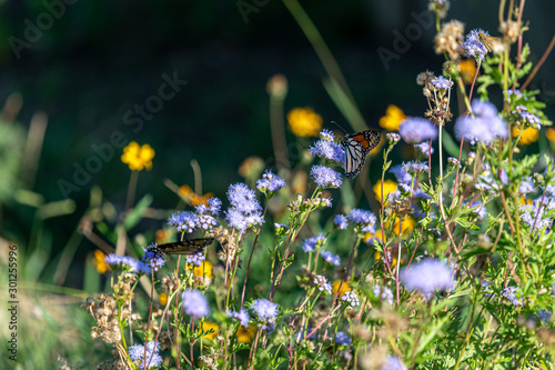 Monarchs on fall aster