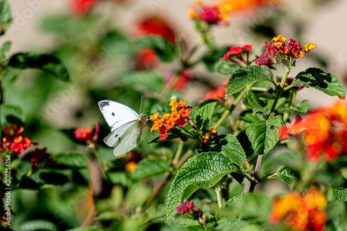 Checkered white