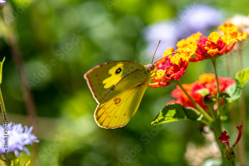 Cloudless Sulphur