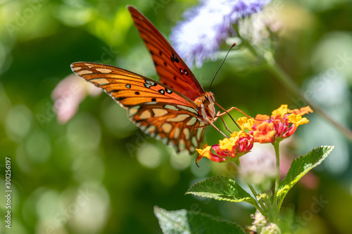 Gulf fritillary in October