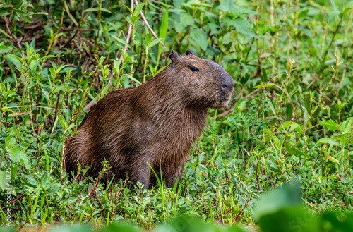 Portrait of a capybara. Close-up. Brazil. Pantanal National Park. South America.
