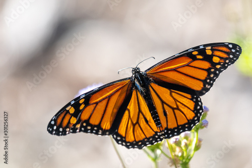 Monarch dorsal male