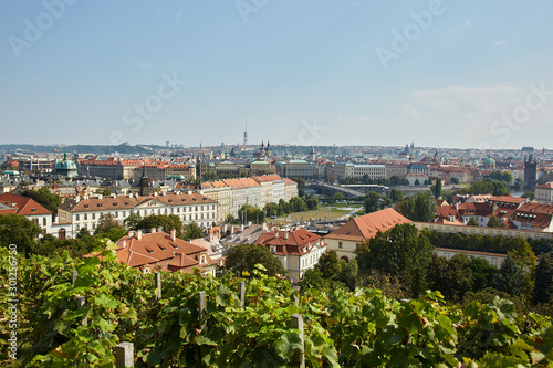 View of the vineyard and on the roofs of Prague's houses, the Czech Republic.
