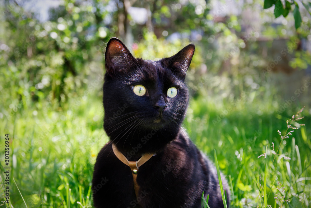 black cat on blurred nature background
