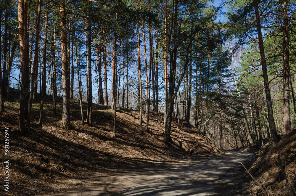 Woods pine tree trail nature landscape Woods pine tree trail nature landscape