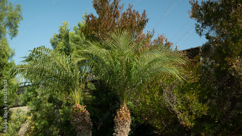 Fototapeta premium Palm Tree