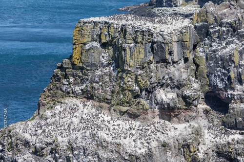 Seabirds nesting on bird cliffs of Rathlin Island, Northern Ireland.