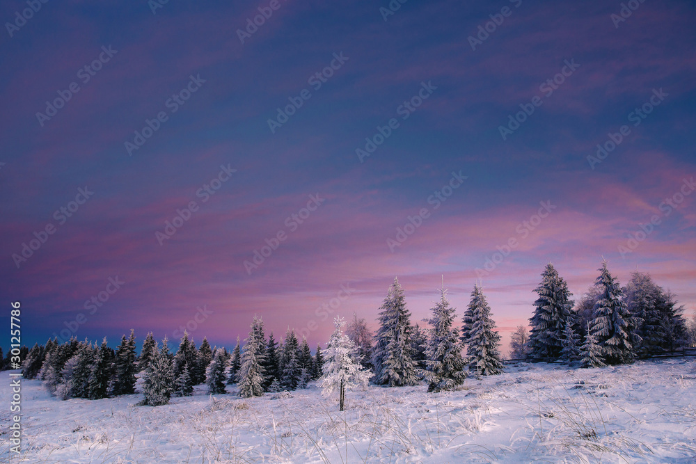 Fototapeta premium Scenic winter landscape with snowy fir trees. Winter postcard.
