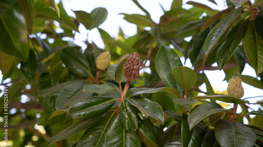 Magnolia Magnolia