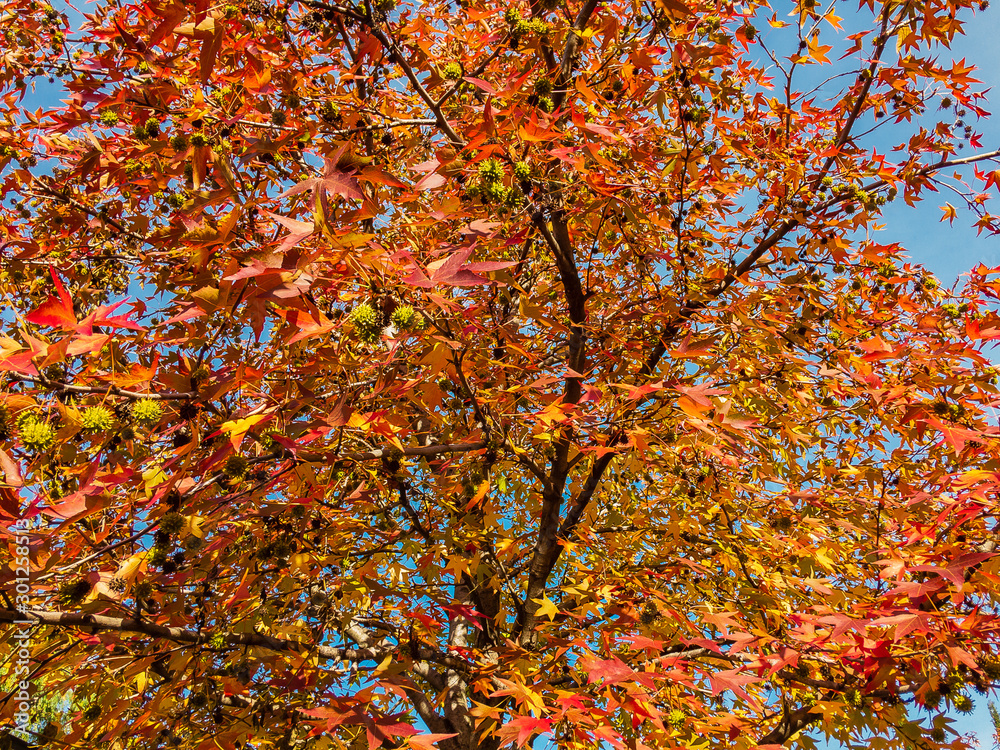A plane tree or a plane tree, plane tree (lat. Platanus orientalis) with bright orange-red leaves on branches with seeds against a blue cloudless sky on an autumn sunny day.
