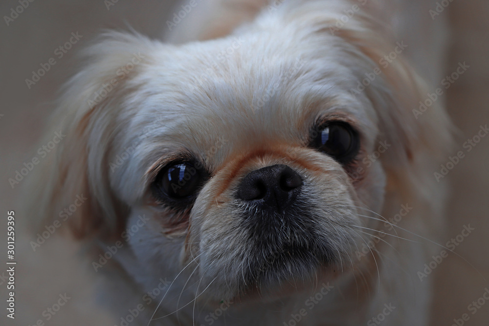 Little cute dogs of the genus Pekingese Little cute dogs of the genus Pekingese