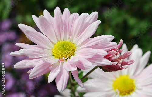 an autumn flower is a pink chrysanthemum
