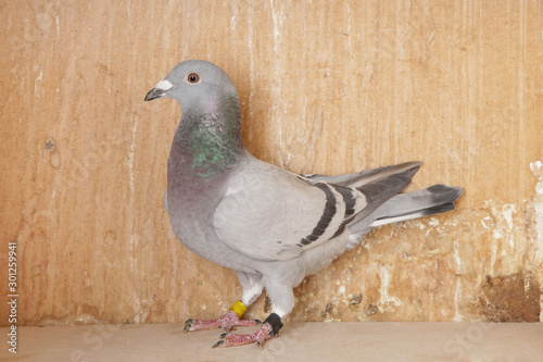 Racing pigeon in dovecote