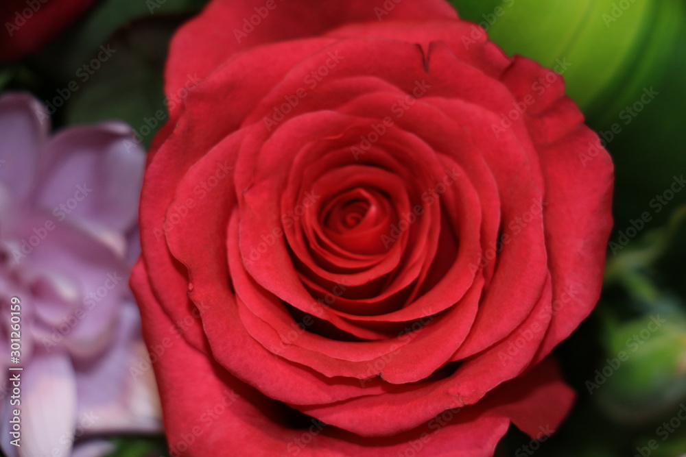 Spring in the air, beautiful colorful spring flowers and roses Spring in the air, beautiful colorful spring flowers and roses