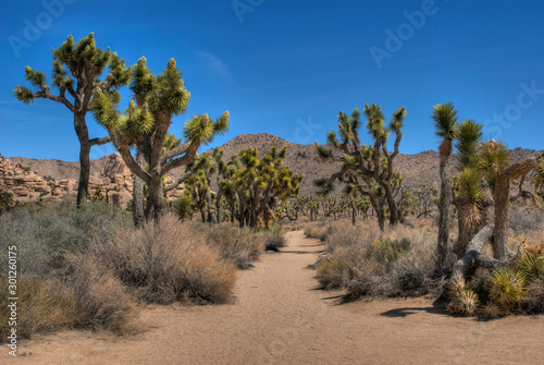 Joshua trees in the desert