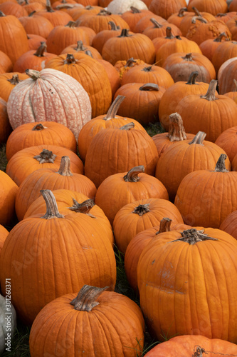 Pumpkin Patch photo