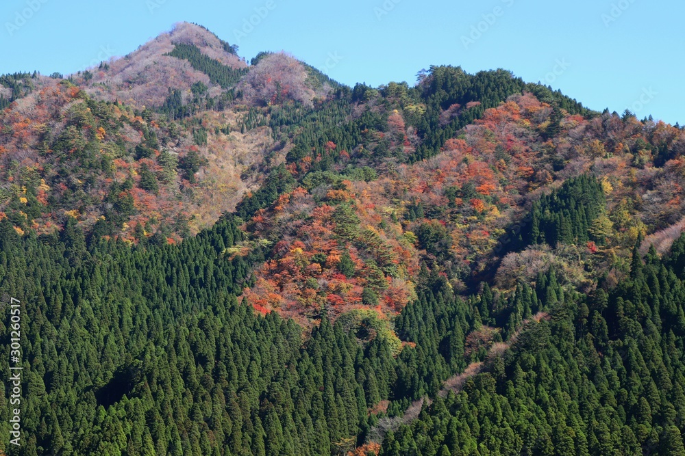 高千穂町　秋の山林風景