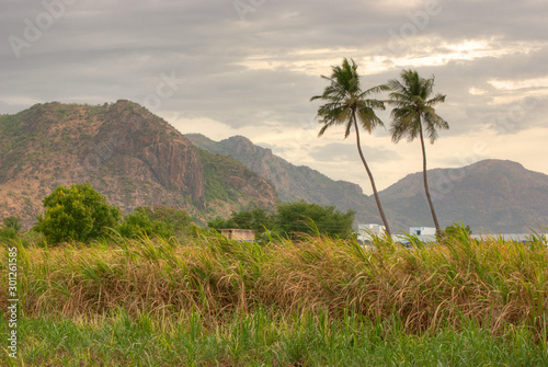 Serene village scene with palm trees and hills