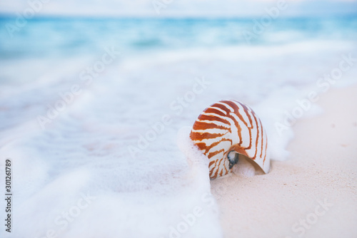 nautilus shell on white beach sand, against sea waves