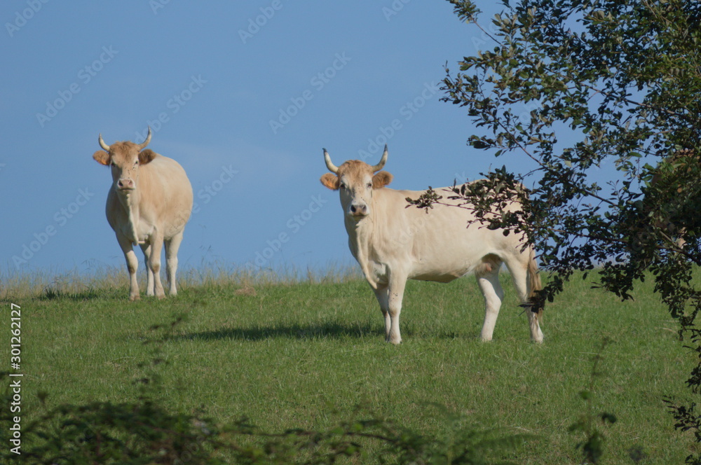 Obraz premium Cows grazing in a meadow of Cantabria, Spain