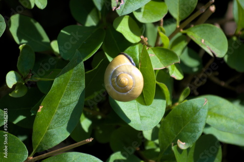 Close up of a snail on a green leaf	
