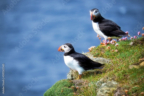 Puffins on Stroma Island on a grassy cliff top with pink sea thrift