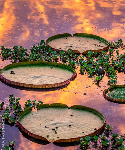 Leaves of the largest water lily (Victoria amazonica) on the surface of the water in the rays of the setting sun. Awesome pink shade of water. Brazil. Pantanal National Park. photo