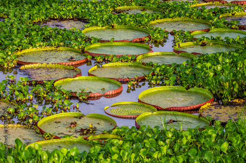 Leaves of the largest water lily (Victoria amazonica) on the surface of the water. Brazil. Pantanal National Park.