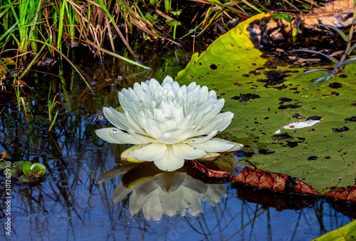 Flower of the largest water lily  Victoria amazonica  on the surface of the water. Brazil. Pantanal National Park.