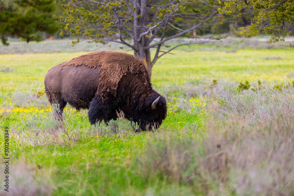 American bison in Yellowstone National Park Summer