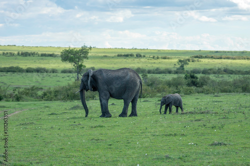 Mother and baby elephant on the plains in masai mara, kenya, africa. Copy space for text. Travel and wildlife concept.