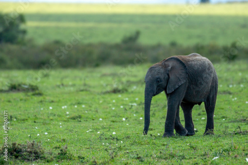 Baby elephant smiling in masai mara, kenya, africa. Copy space for text. Travel and wildlife concept.
