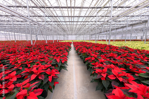 plants in greenhouse