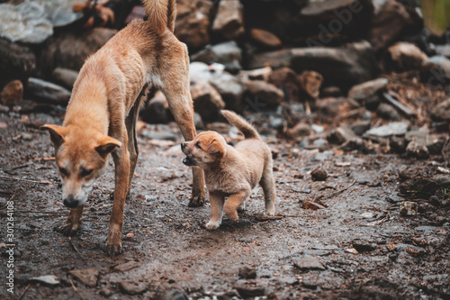 A stray puppy and mother search for food in the ruins and rubble of a collapsed building