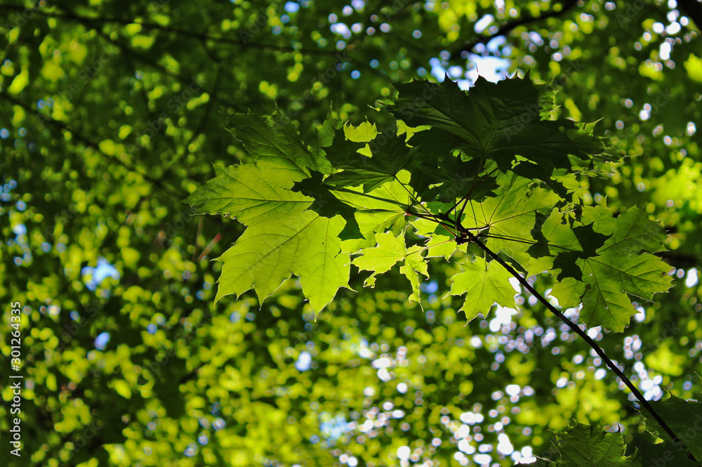Green maple tree leaves illuminated by the sun. Green maple tree leaves illuminated by the sun.