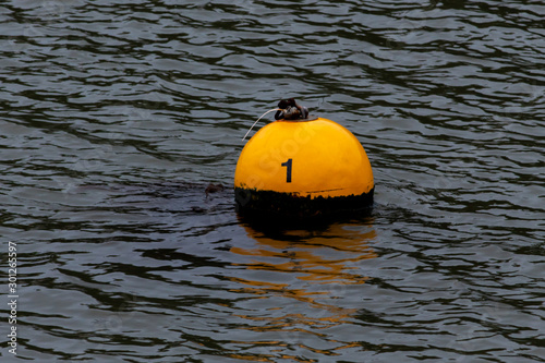 Harbour mooring buoy with the number 1 written on it