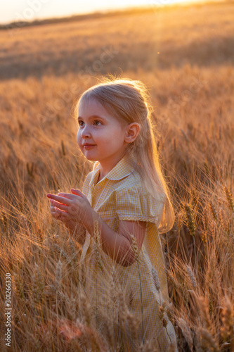 Little cute blonde girl in the yellow dress in the wheat field at sunset tears spikelets of wheat. The harvest summer golden wheat. Qualitative futured bread.