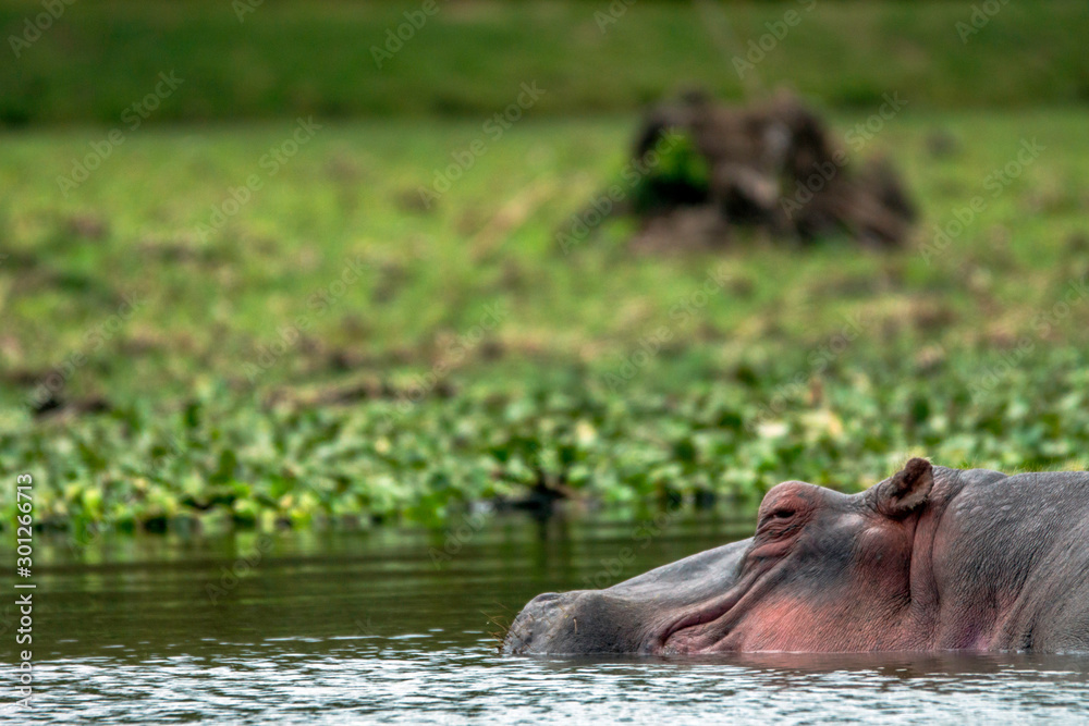 Hippopotamus relaxing in water in lake naivasha national park in kenya. Wildlife, game and safari concept. Hippopotamus relaxing in water in lake naivasha national park in kenya. Wildlife, game and safari concept.