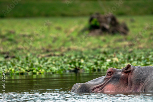 Hippopotamus relaxing in water in lake naivasha national park in kenya. Wildlife, game and safari concept. © Jon Anders Wiken