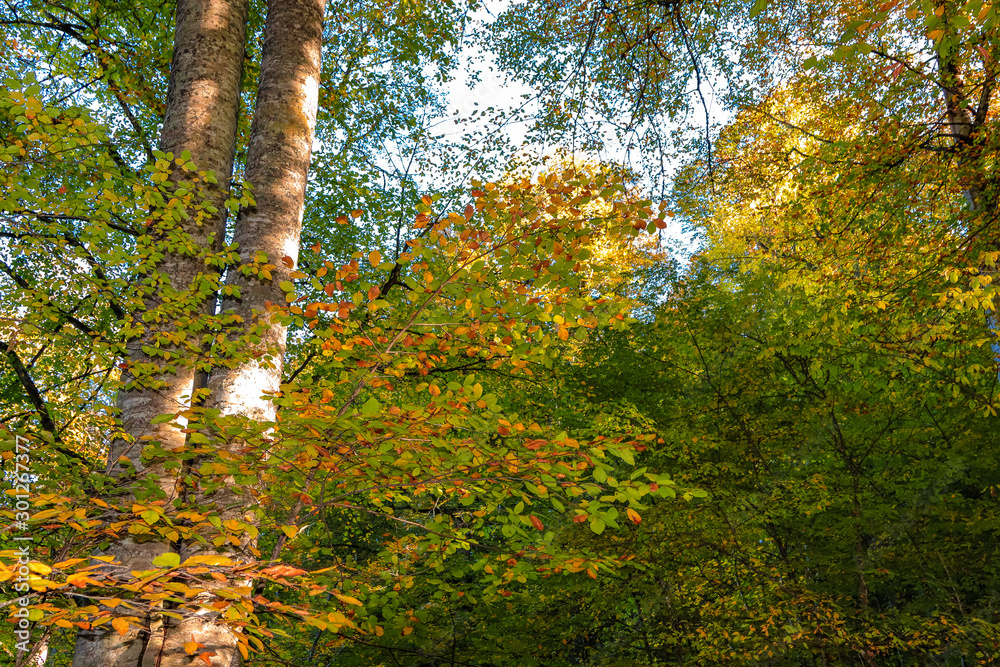 Obraz premium forest