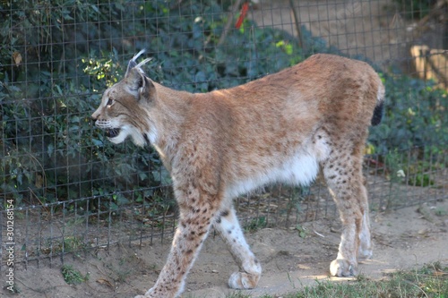 Lynx dans son enclos au zoo