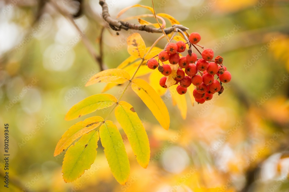 Red bunch of mountain ash close-up in autumn Red bunch of mountain ash close-up in autumn