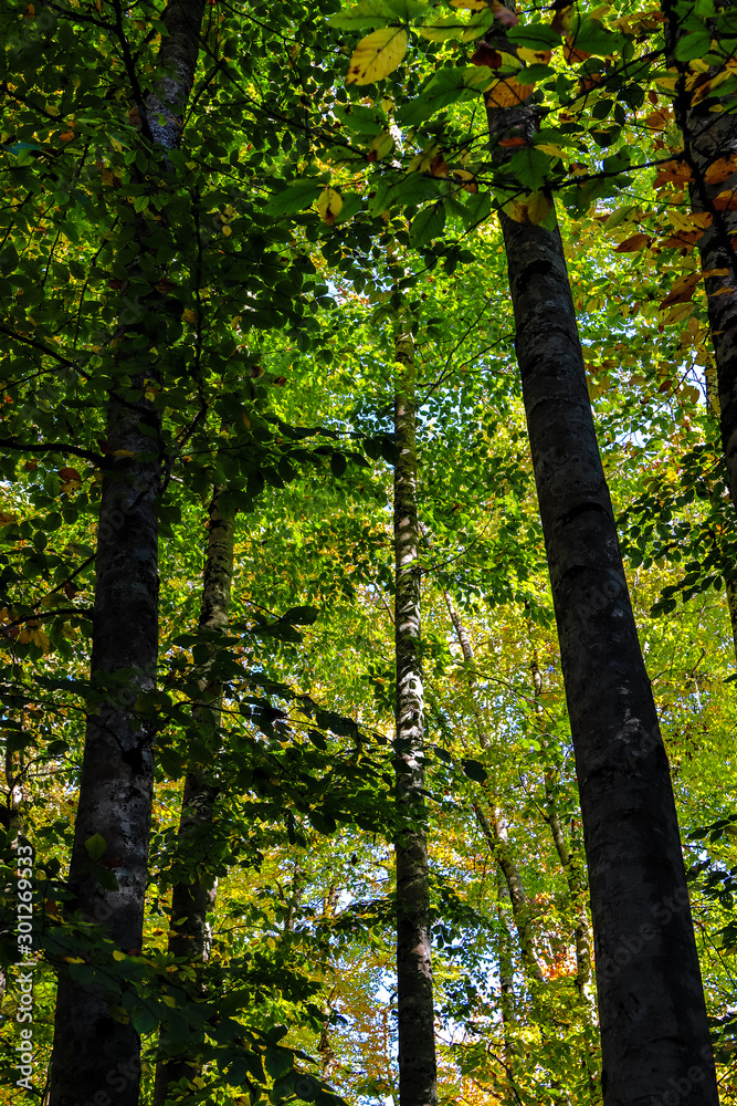 Naklejka premium forest