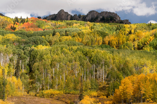 Fototapeta Naklejka Na Ścianę i Meble -  Autumn Aspen Color