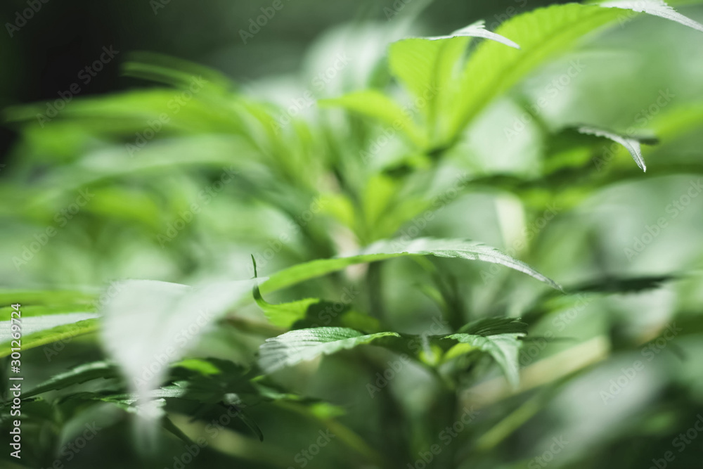 Cannabis leaves and stems are grown hydroponically in garden. Beds of hemp, marijuana in a legal garden. Cannabis leaves and stems are grown hydroponically in garden. Beds of hemp, marijuana in a legal garden.