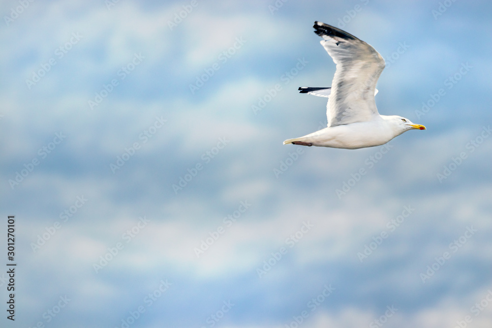 Close-up of a seagull flying profile view. Close-up of a seagull flying profile view.