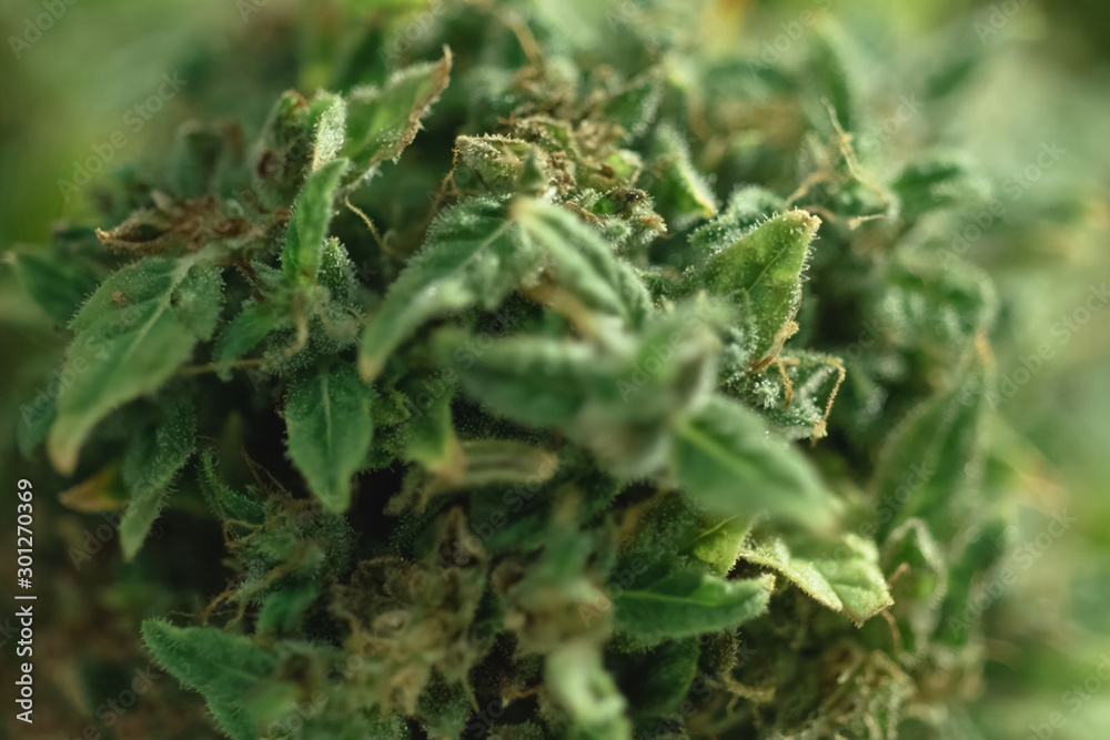 Macro photo of hemp inflorescence tips, thc crystals on cannabis shoots. Macro photo of hemp inflorescence tips, thc crystals on cannabis shoots.