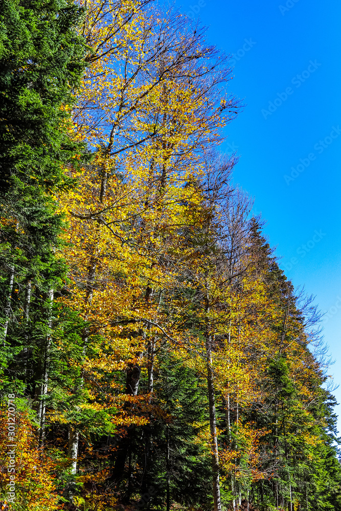 Fototapeta premium autumn