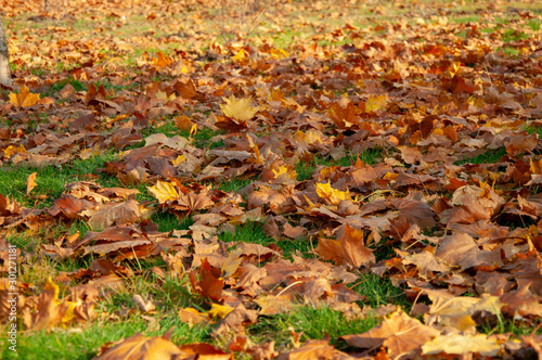 Beautiful fallen yellow red orange leaves on green grass close-up