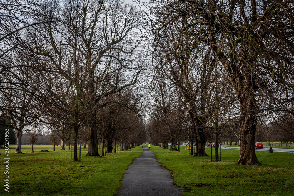 Perspective view of a park pathway while people run, with irregular path shaped by green grass and surrounded by leafless trees in winter. Concept of tranquility, relax and fitness.